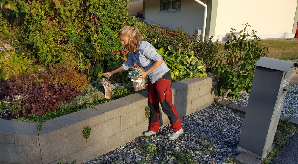 Jenny Höstplantering