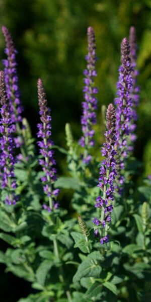 Stäppsalvia Årets perenn 1997, Stäppsalvia