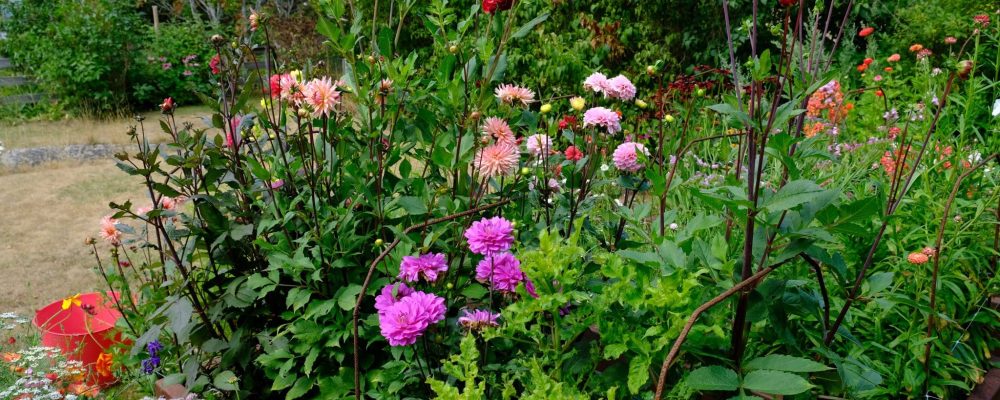 Summer flowerbed_dahlias Tusen Trädgårdar