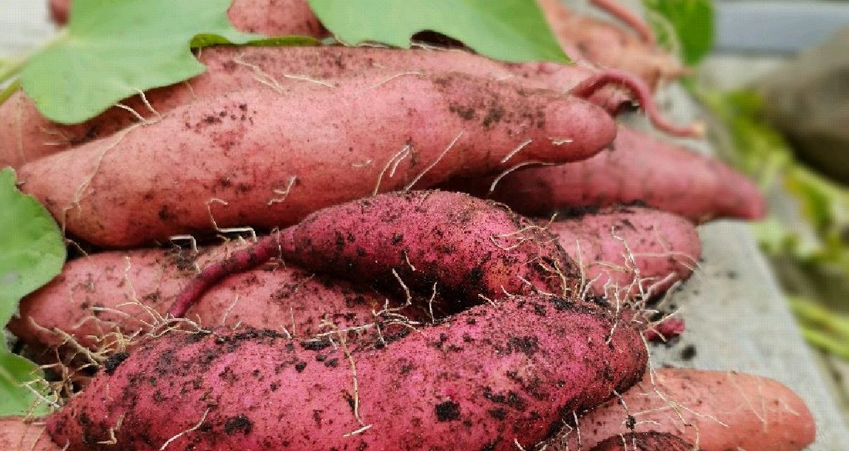 Kan man odla sötpotatis i Sverige