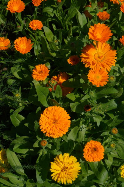 Ringblomma Ringblomma
Calendula officinalis
"Fiesta Gitana"