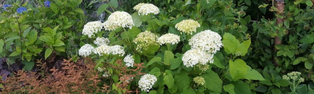 Hortensia vit Beskära hortensia