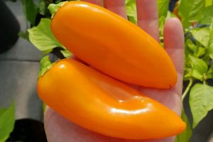 Snack paprika 'Hamik' Odla egen paprika