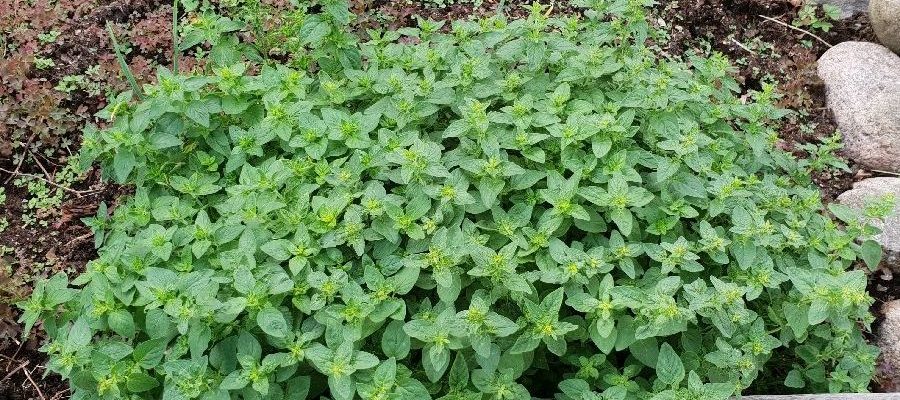 Oregano Oregano, trädgård för nybörjare