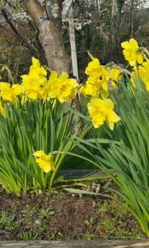 Påskliljor Daffoild
