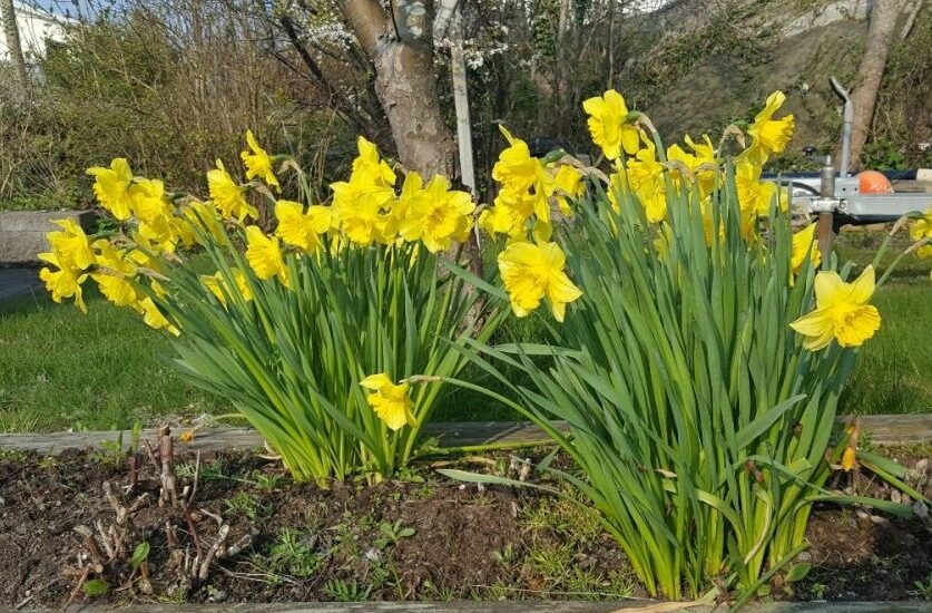Påskliljor Daffoild