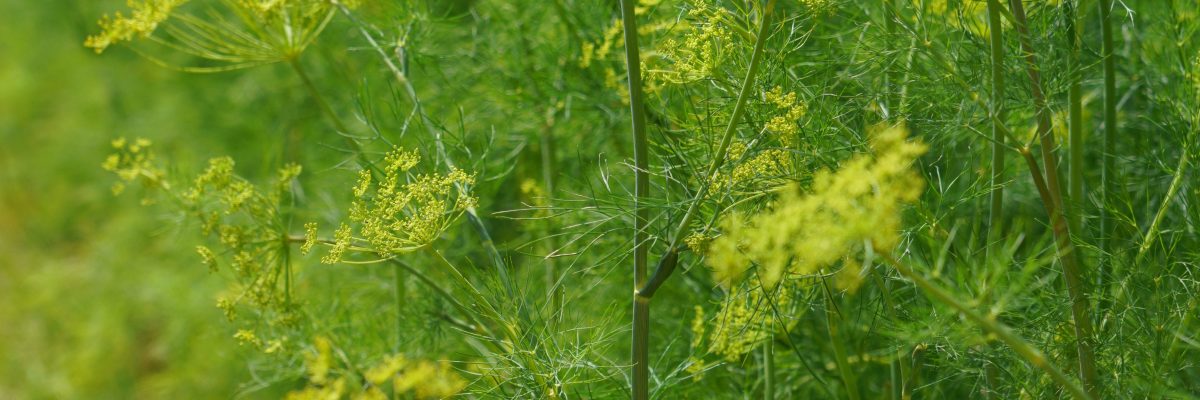 Dill 'Elephant' Dill 'Elephant'