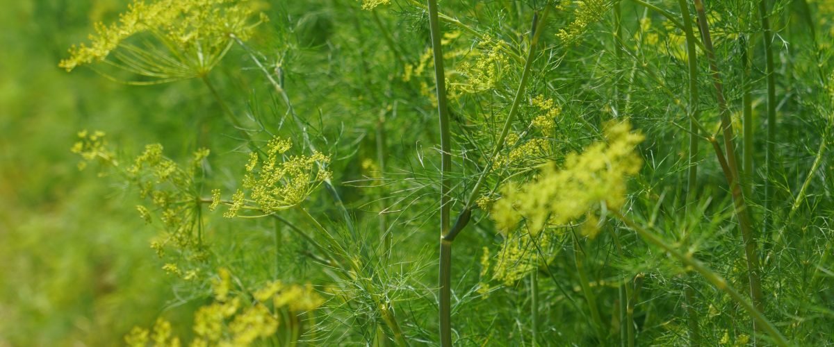 Dill 'Elephant' Dill 'Elephant'