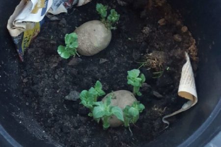 Grott potatis i kruka swift Grott potatis i kruka swift