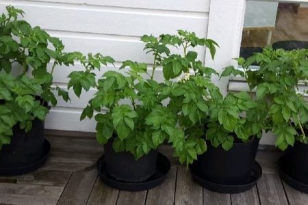 Potatis Swift i kruka Färskpotatis till valborg