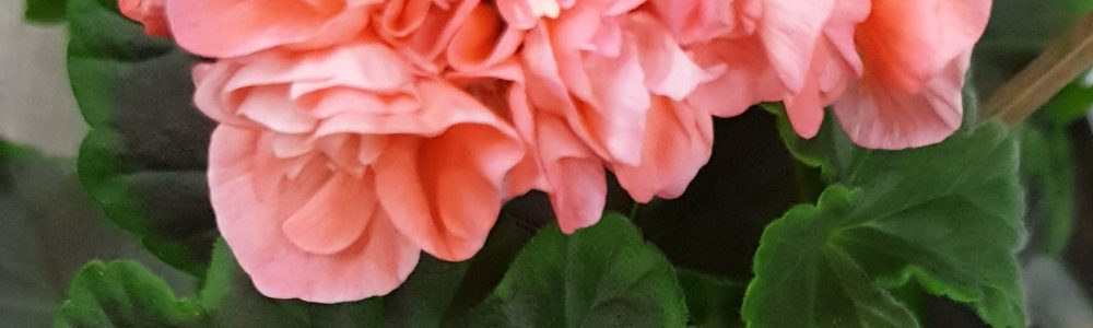 Gardenizes årets pelargon Årets pelargon 2019