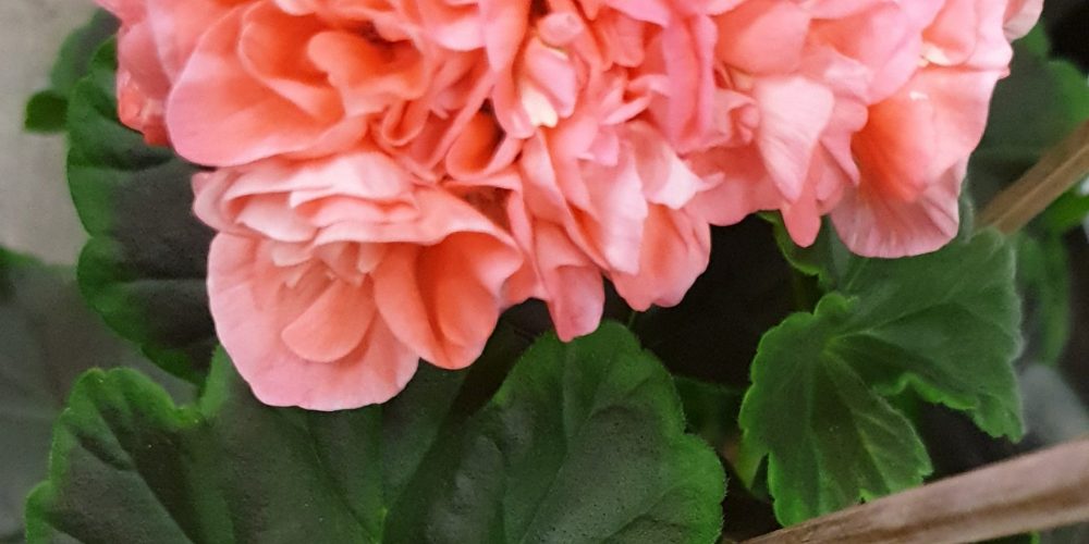 Gardenizes årets pelargon Årets pelargon 2019