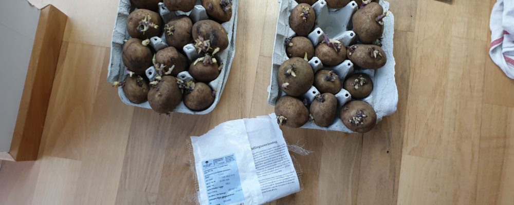 Förgro potatis Att göra i trädgården på våren