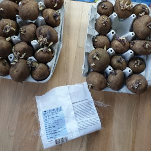 Förgro potatis Att göra i trädgården på våren