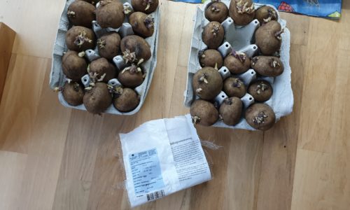 Förgro potatis Att göra i trädgården på våren