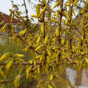 Forsythia blommar Vårblommande buskar
