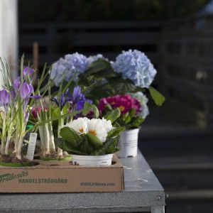 Vårblomor Pynta våren