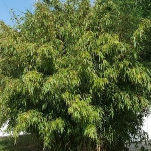 Bergbambu Bambu