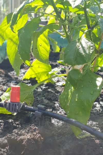 Bevattning, droppslang Bevattningssytem