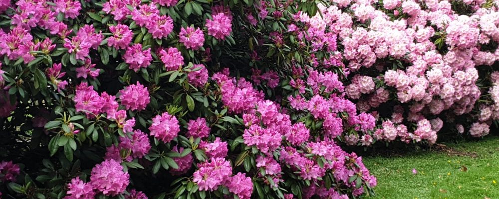 Rhododendron jenny ryrdebrink My plants