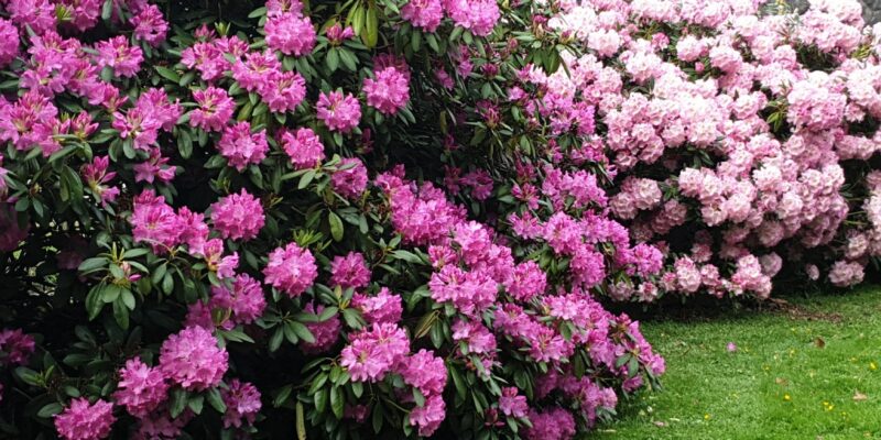 Rhododendron jenny ryrdebrink My plants