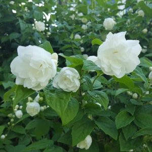 Schersmin Minnesota Snowflake 3 bästa doftande blommor