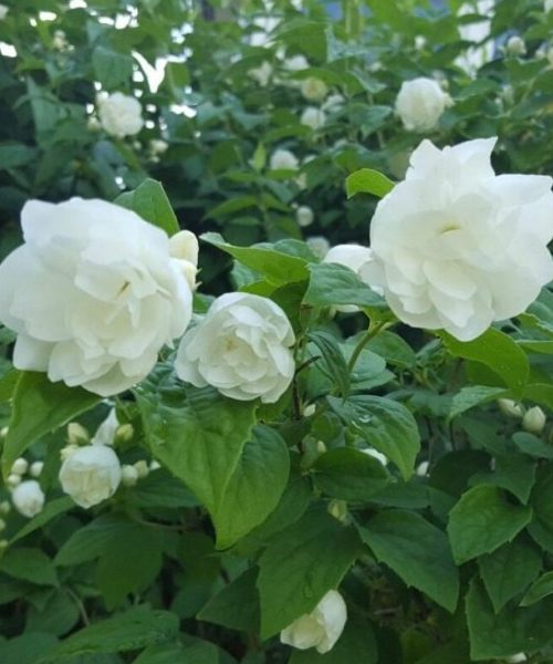 Schersmin Minnesota Snowflake 3 bästa doftande blommor