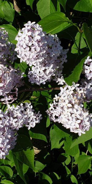 Syrén i blom Klipp bort syrenblommorna