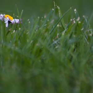 bearbeitet-32kleiner To Do Liste im Gartenmonat Juli, gräsmatta