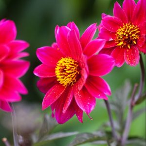 hochladen To Do Liste im Gartenmonat Juli
