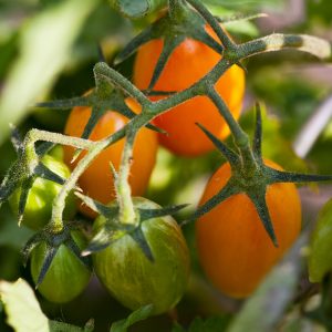 hochladen (73 von 1)kleiner To Do Liste im Gartenmonat Juli
