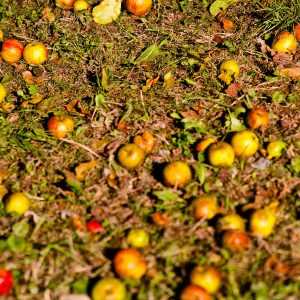 Äpple på marken Gartenmonat September