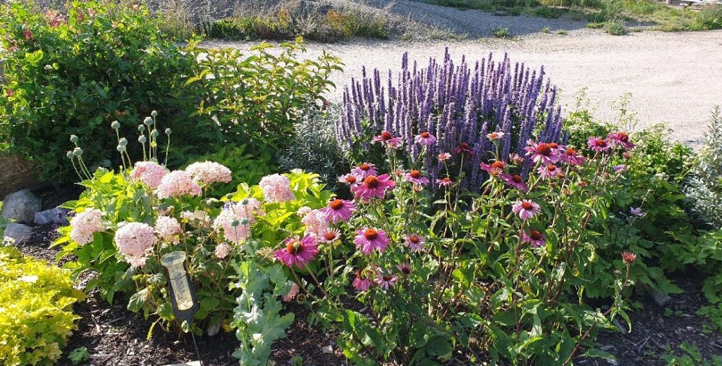 plantera bärbuskar på våren plantera bärbuskar på våren