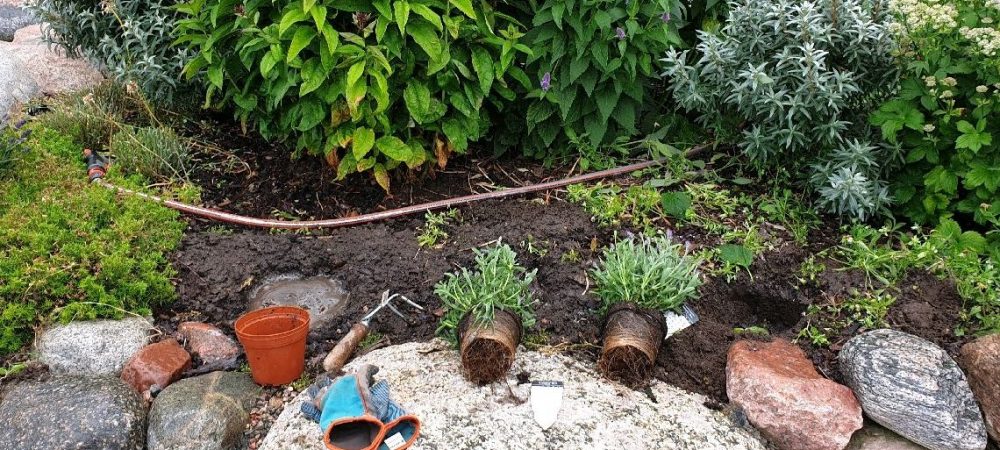 höstplantering lavendel Höstplantering
