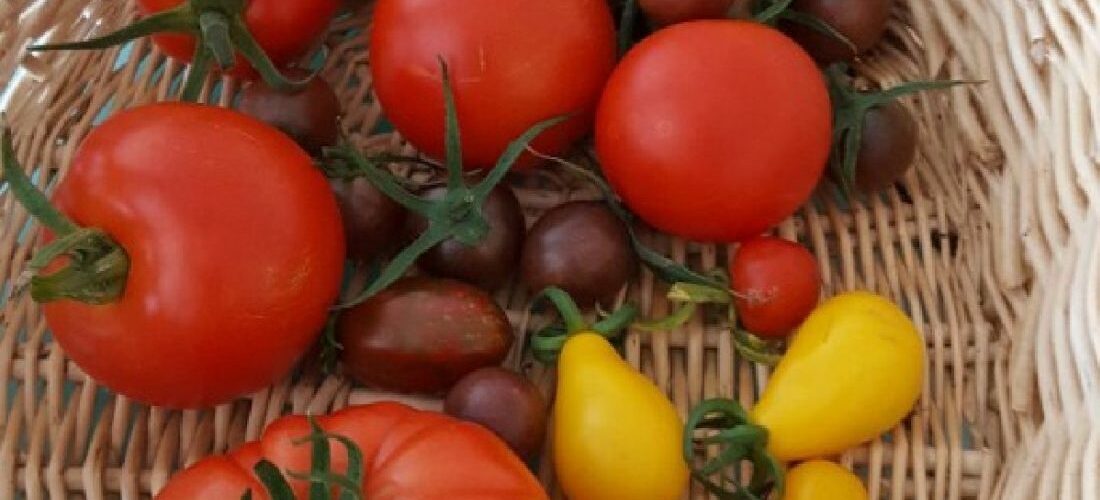 Blandade tomater i korg (2) Het tomatsalsa