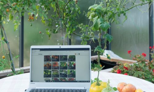 Dator och tomater i växthus beskuren kvadrat Digital trädgårdsdagbok