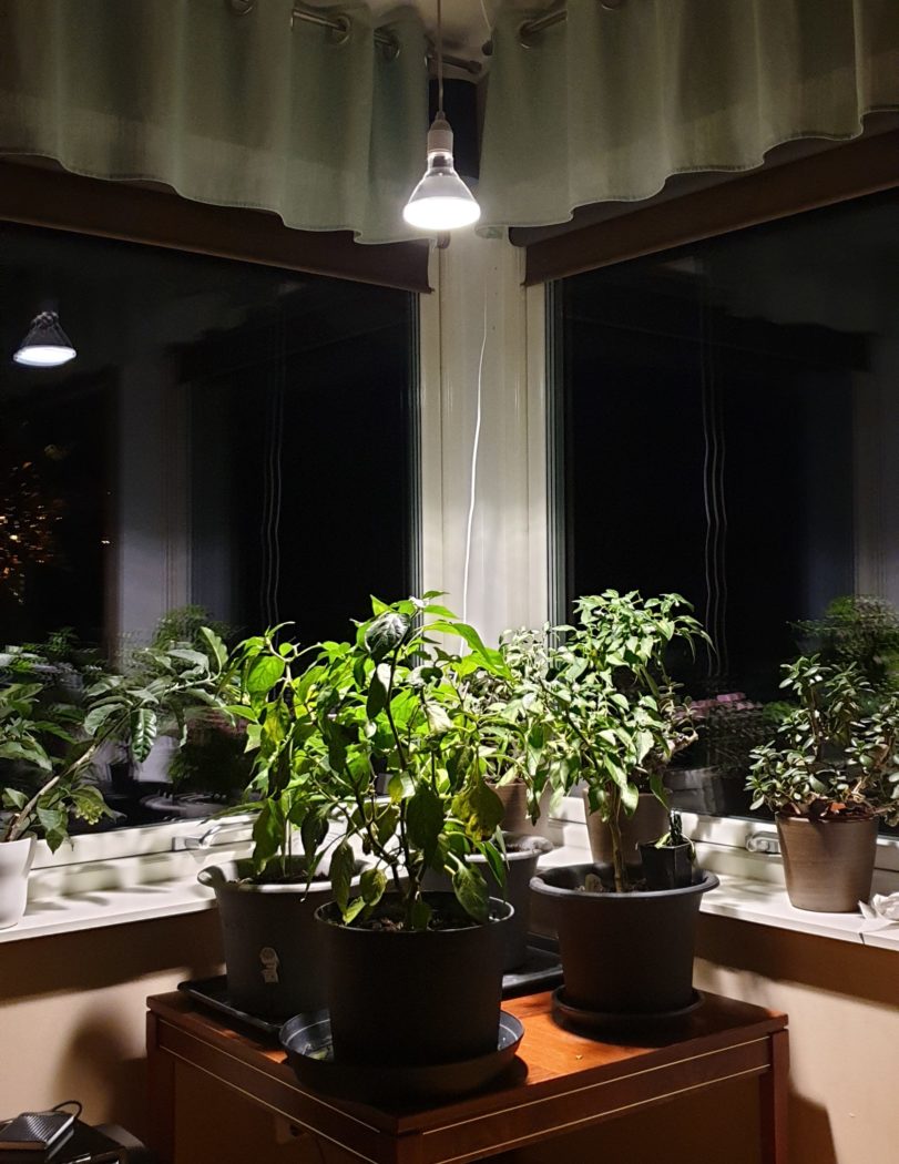 Belysning för växter