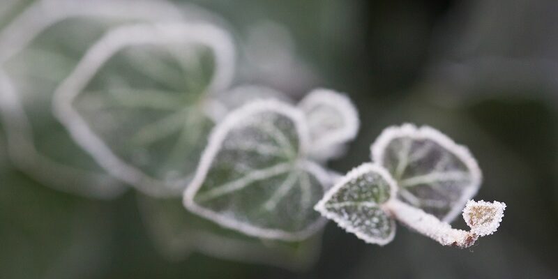 blad med frost blad med frost