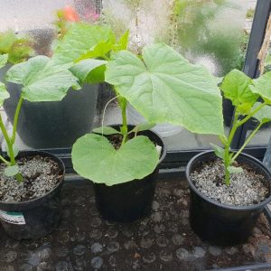Odla egen gurka plantor Gurkplantor i kruka