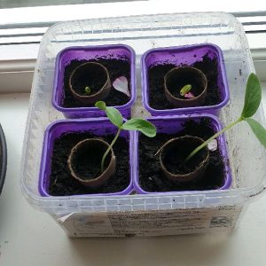 Odla egna gurkor små plantor Foto: Jenny Rydebrink