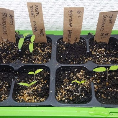 Små små tomatplantor Odla egna tomater