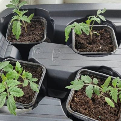 Små tomatplantor Odla egna tomater