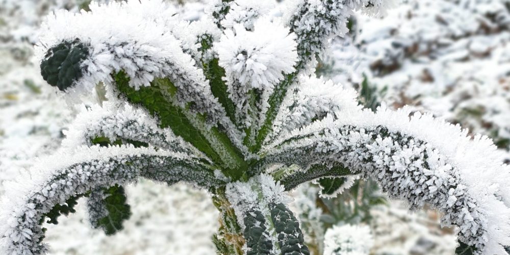 Svartkol med snö Svartkål banner