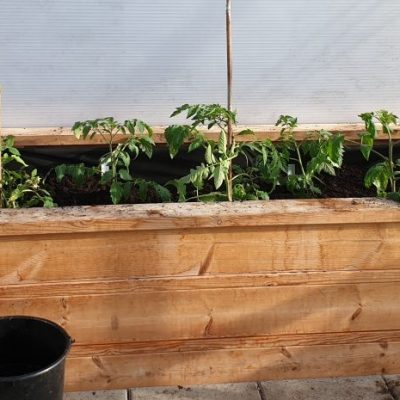 Tomatplantor i låda Odla egna tomater