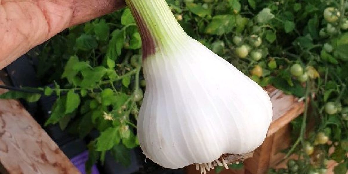 Vitlök Vitlöksost