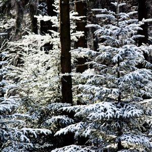 Julgran med snö Heckenpflege