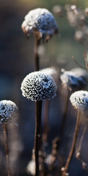frost (1 von 1) frost (1 von 1)