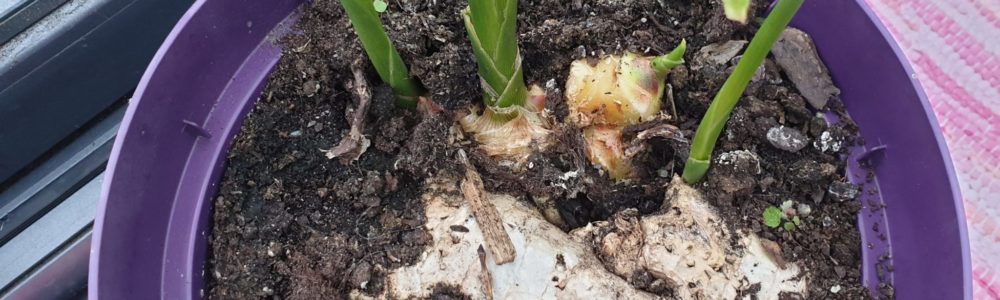 Knöl av ingefära Odla egen ingefära Gardenize