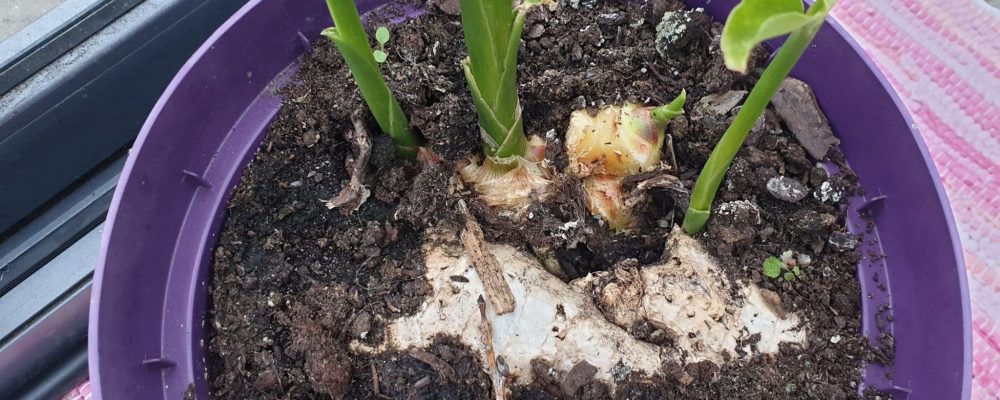 Knöl av ingefära Odla egen ingefära Gardenize