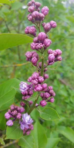 20190427_114824 April – To Do Liste für deinen Garten